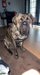 Gunner needs a girlfriend  Listing Image