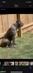 Cane corso female  Listing Image