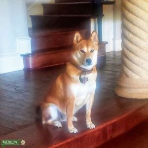 Looking for Shiba stud in North Texas Listing Image
