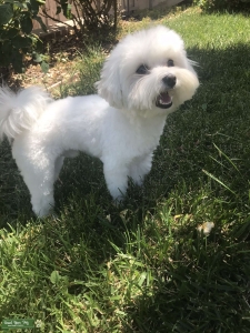 Handsome 4lb Maltese Stud Listing Image