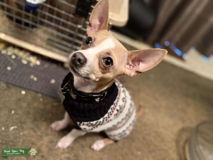 Fawn and white male Chihuahua  Listing Image
