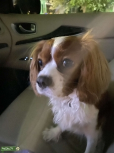 Blenheim Cavalier Listing Image