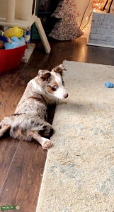 Red Merle miniature Australian Shepard  Listing Image