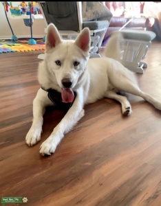 Looking to stud this beautiful boy Listing Image