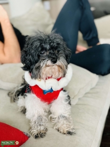 Maltipoo teacup  Listing Image