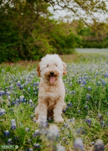 F1B Apricot Medium Goldendoodle (PROVEN STUD)  Listing Image