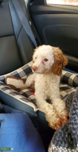 Tan and White Shitzu - Poodle mix Listing Image