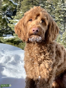 Mini Goldendoodle  Listing Image