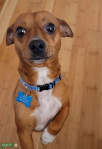 Deer head Chihuahua Listing Image