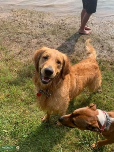 Golden Retriever  Listing Image