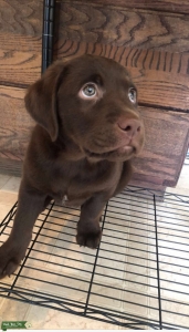 Chocolate Lab Stud  Listing Image