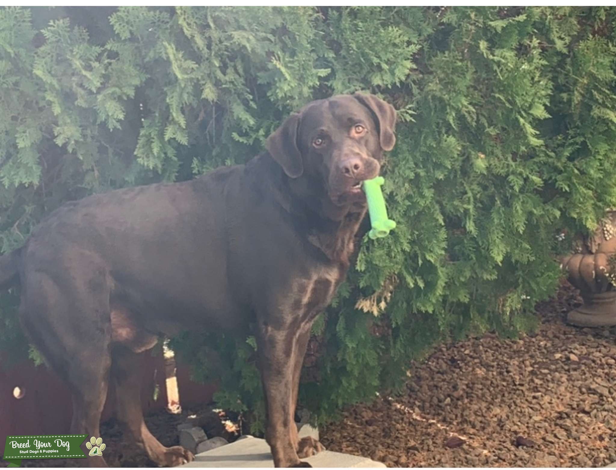 Chocolate Lab Stud Stud Dog Sacramento Breed Your Dog