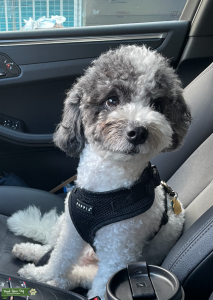 Milo the Maltipoo Listing Image