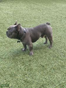 King Archie of Houston! Listing Image