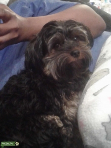 Yorkie male stud 18 months Listing Image