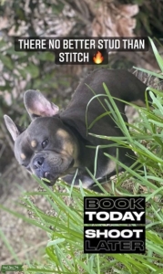 French bulldog blue/tan Carries chocolate Listing Image
