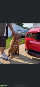 RED NOSE PITTBULL Listing Image