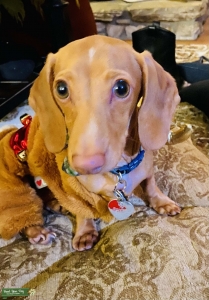 Mini Dashund (Smooth haired/tan/green eyes) Listing Image