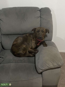Female to breed  Listing Image