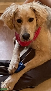 Golden doodle  Listing Image