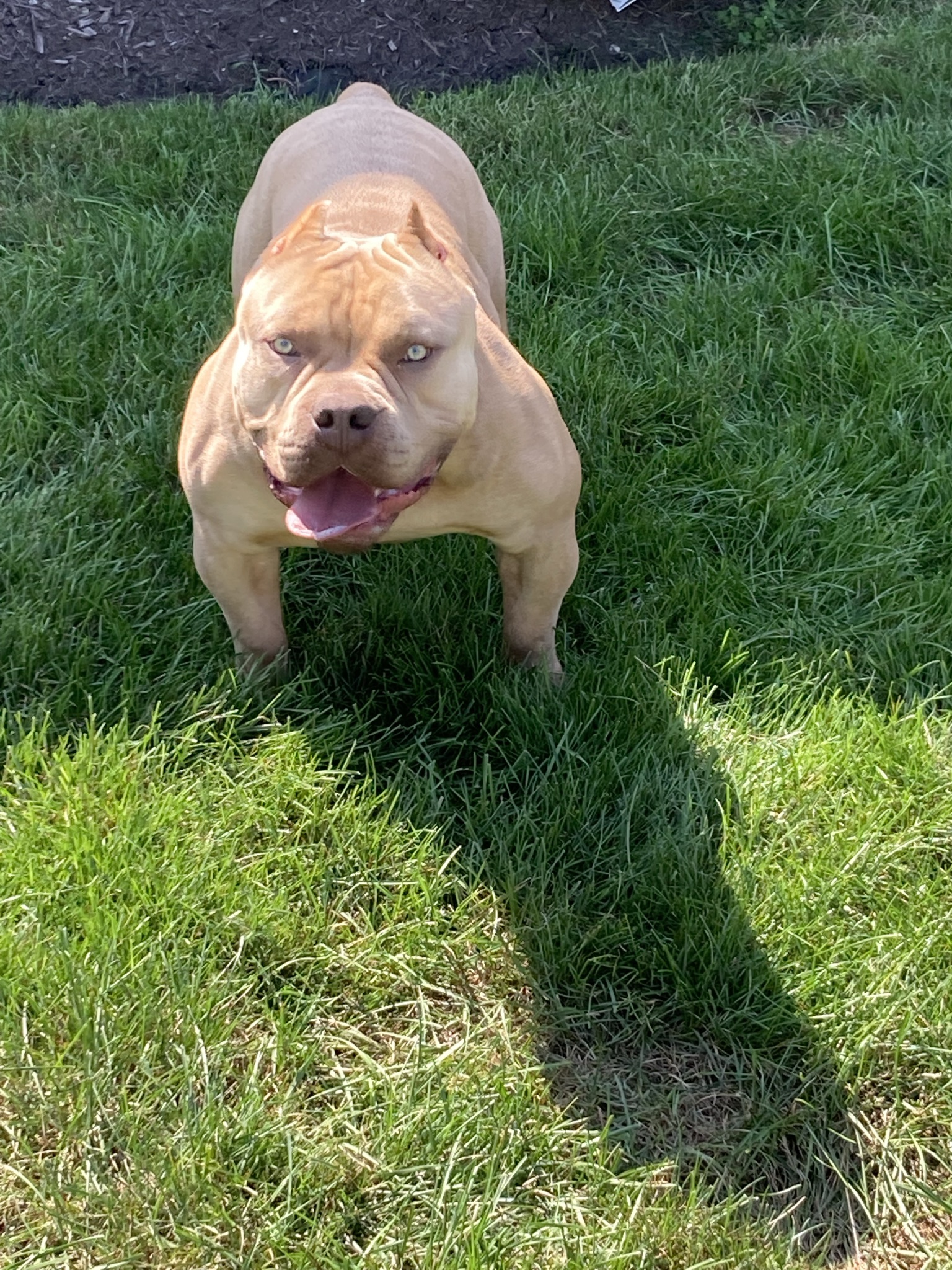 American Pocket Bully Stud Stud Dog in PA, the United States Breed