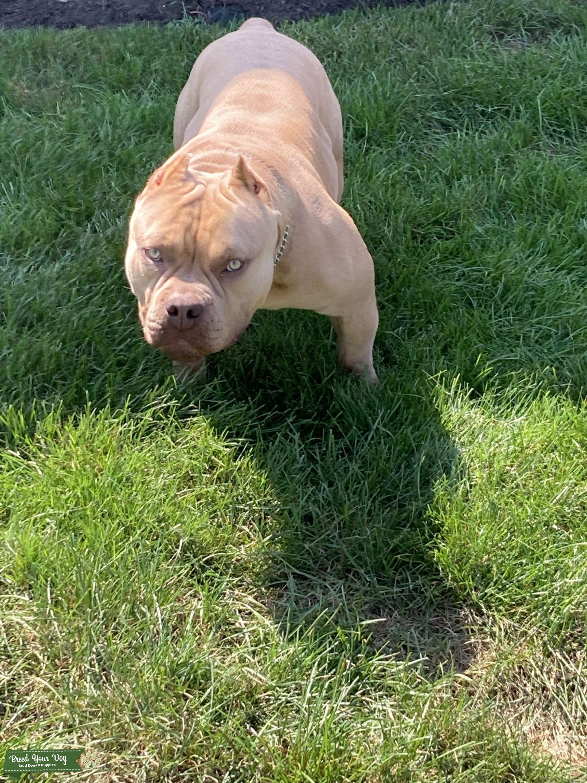 American Pocket Bully Stud Stud Dog in PA, the United States Breed Your Dog