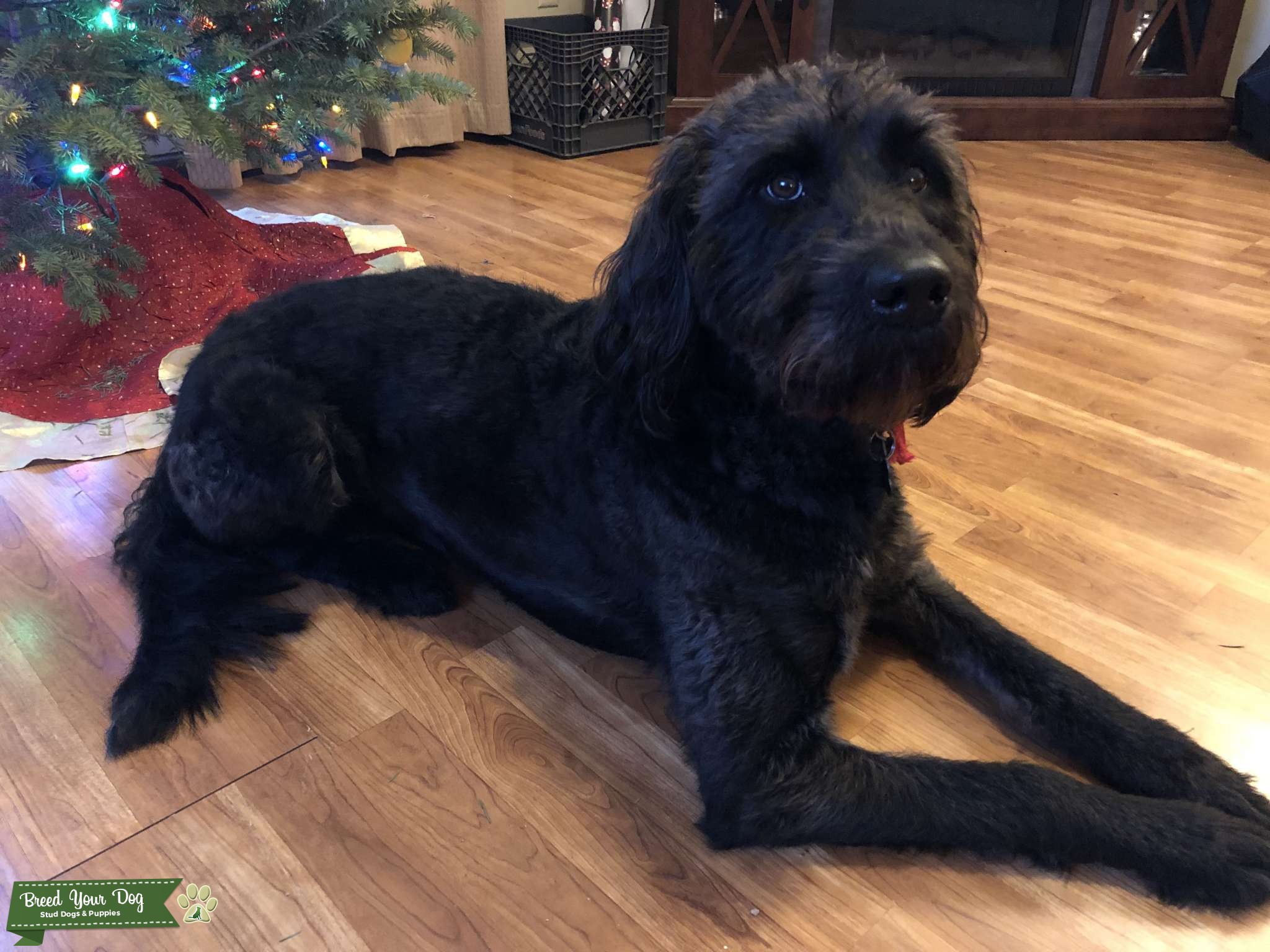 Black Male Labradoodle Stud Dog in Minnesota, United States Breed