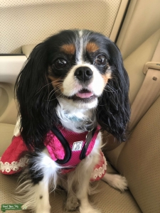 Beautiful Cavalier Female  Listing Image