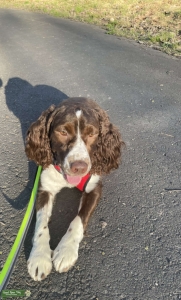 English Springer Spaniel STUD full of love Listing Image
