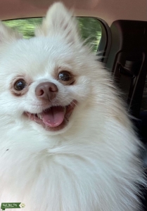 AKC Cream Pomeranian Male Stud Listing Image