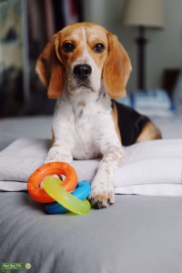 Tri color Beagle Listing Image