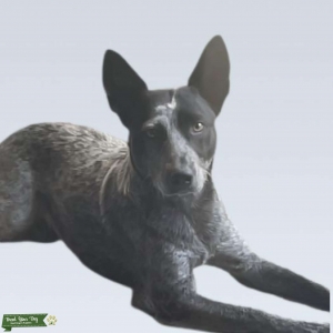 Looking for Full Heeler Stud Listing Image