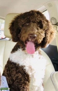 Stud labradoodle Listing Image