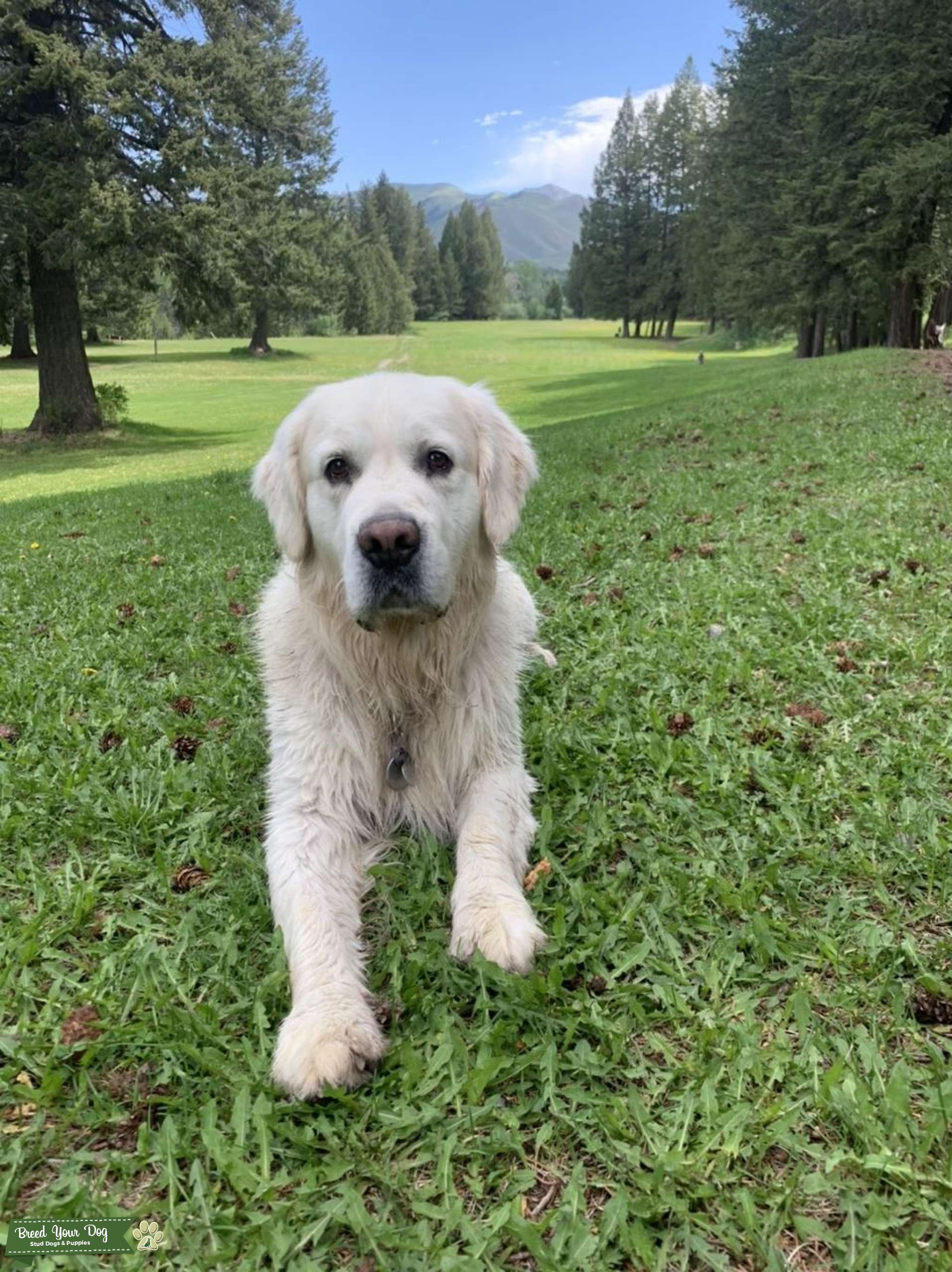 English Cream Retriever looking to have pups Stud Dog Las Vegas