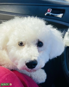 Toy Poodle Stud Listing Image