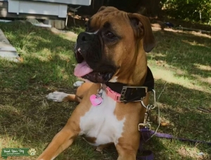 Full breed female boxer Listing Image