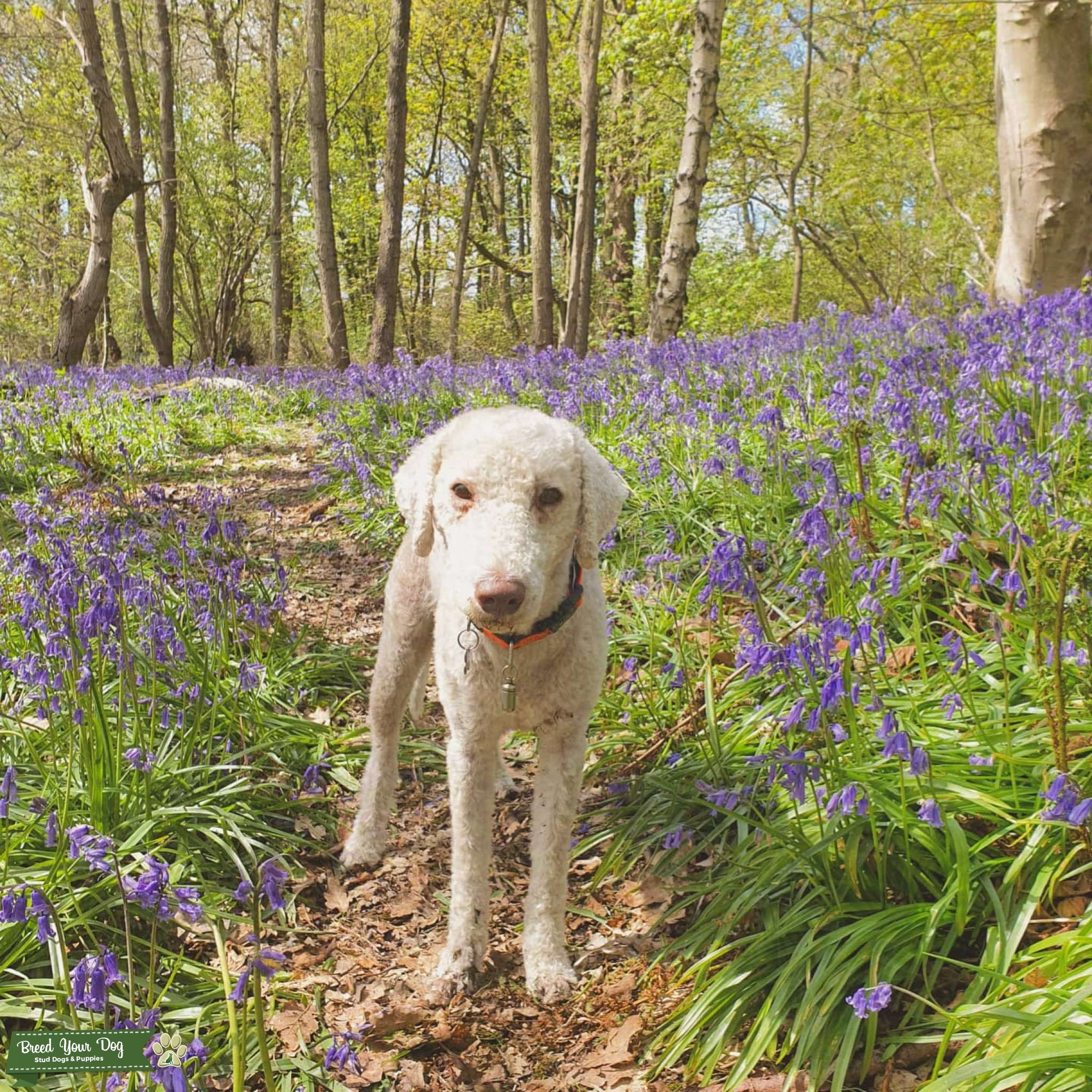 Bedlington Terrier Stud Stud Dog in Leeds, the United States Breed