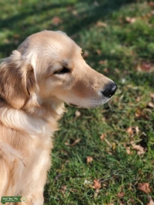 Proven Stud Dog - Pure, AKC Registered Listing Image