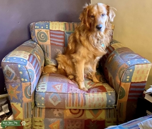 Golden Retriever for Stud Listing Image