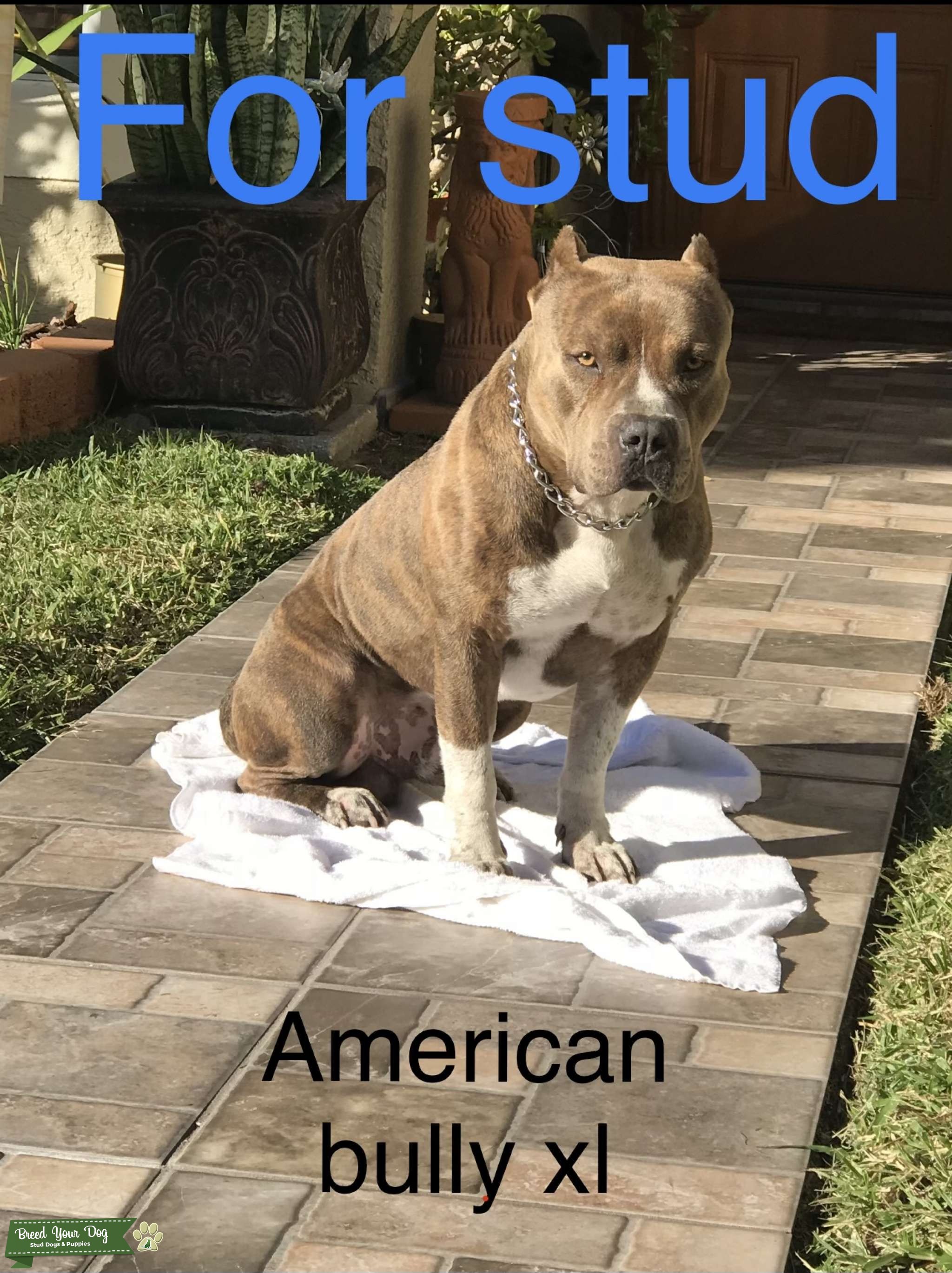 Brindle male American bully XL Stud Dog in Florida , Mexico Breed