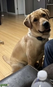 Male Stud (LOKI) Listing Image