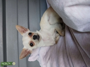 Deerhead chihuahua teacup stud  Listing Image