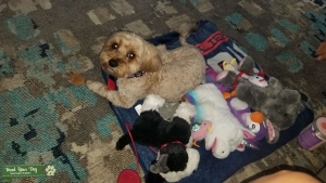 Mini Goldendoodle  Listing Image