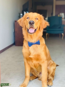 Handsome Golden Retriever Dog Listing Image