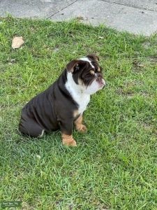 Chocolate English Bulldog Listing Image
