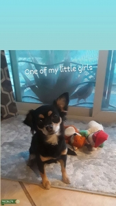 Long Haired Chihuahua Listing Image