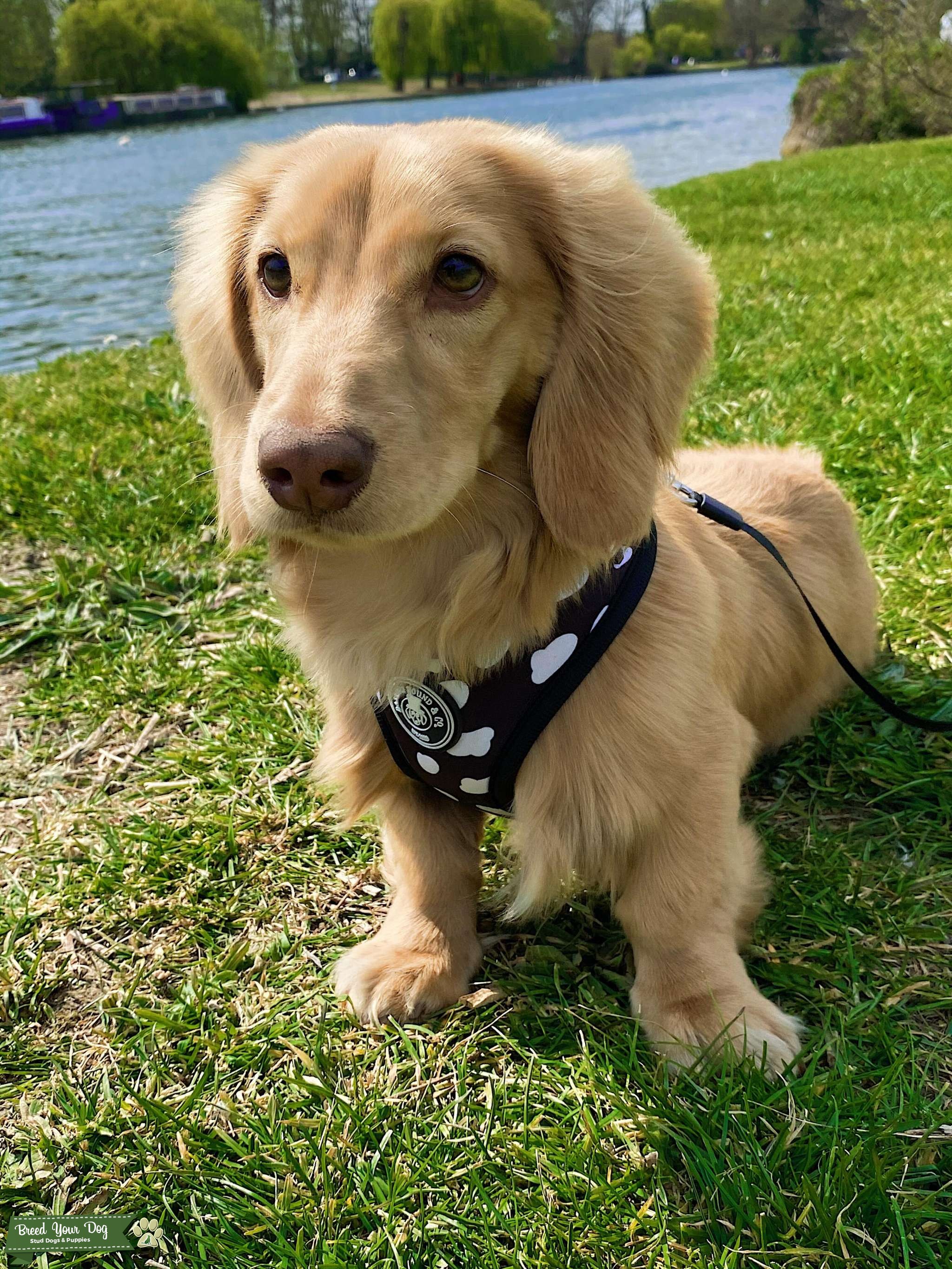 Handsome longhaired cream miniature dachshund Stud Dog in London, United States Breed Your Dog
