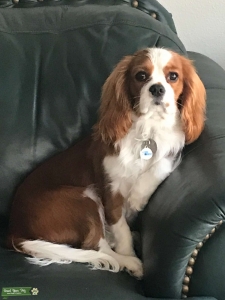 Cavalier King Charles Spaniel-AKC registered Listing Image