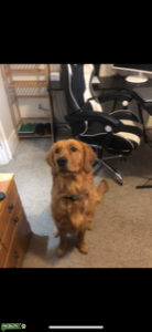 Male Golden Retreiver Listing Image