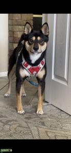 Shiba Inu  Listing Image